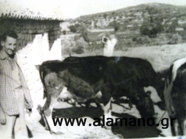 Ο Ιωάννης Π. Βερβενιώτης με τις αγελάδες του το 1960.